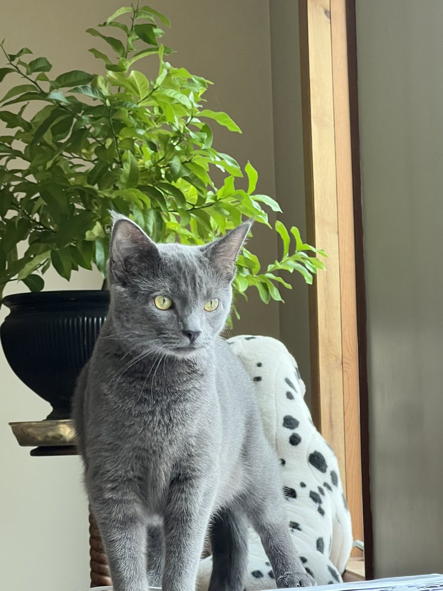 My daughter’s cat, Pickles, also came for Thanksgiving. I love her. #caturday