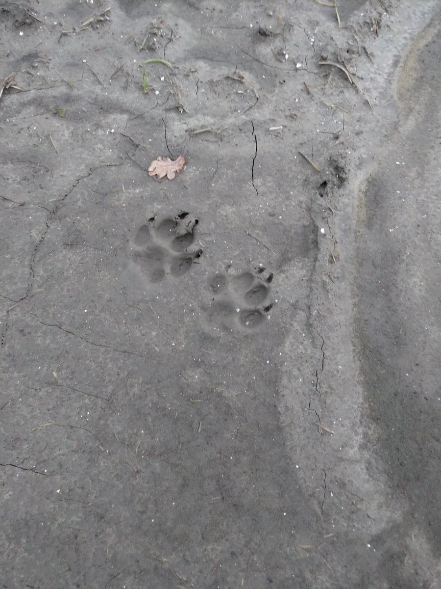 Vraagje, van welk beest is dit?
#wolf #vos of iets anders?