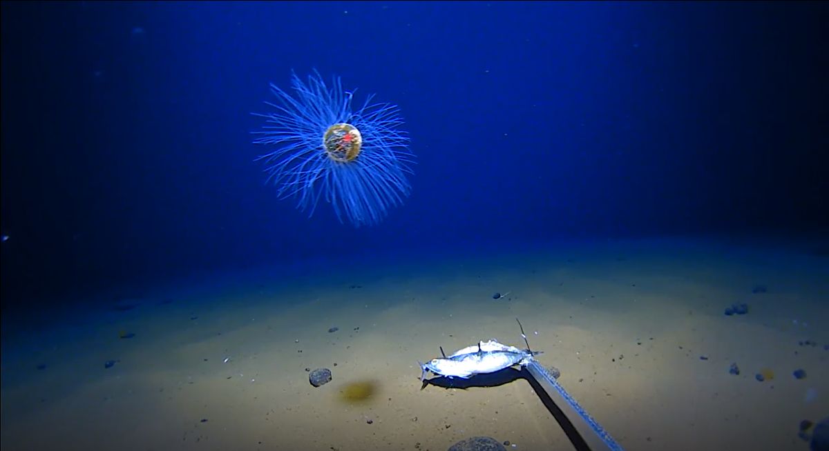 DeepStewardship's tweet photo. ๐ This week in #DeepSeaRoundUp
๐น Oldest Antarctic microplastic record
๐น Vertical zonation in hadal trenches
๐น Updates from the #GlobalPlasticsTreaty
๐ Read the full issue here: https://t.co/akeIhPVsnE
#DeepSea https://t.co/l3cUF4IxbH