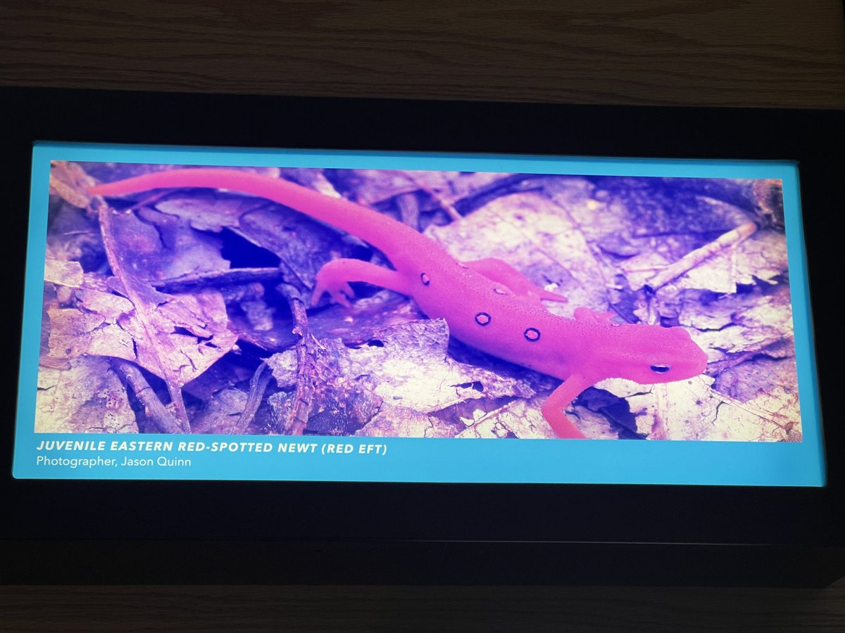 Aharon Rabinowitz tweet media