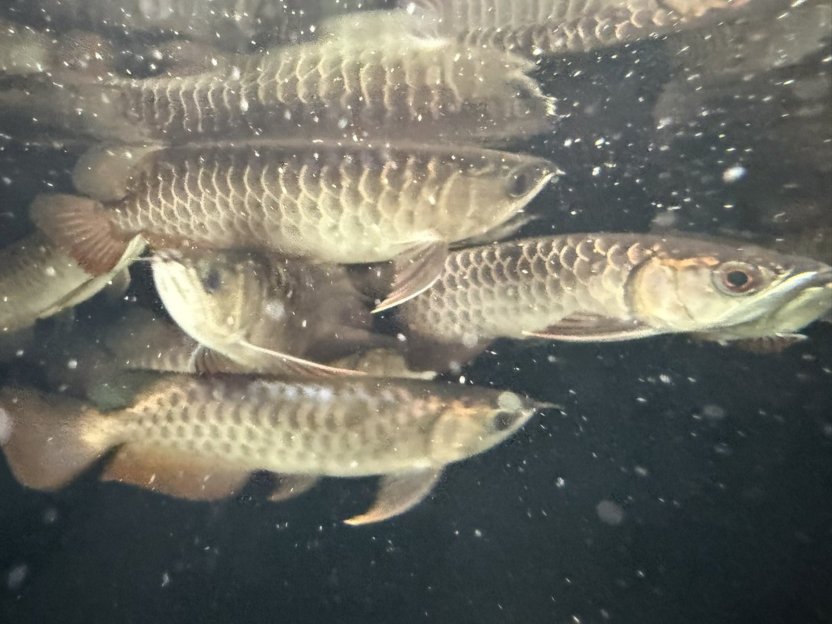 キクラモノクロス40㎝(引き取り)