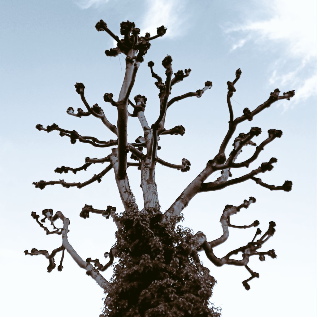 grow rampant or cut to size