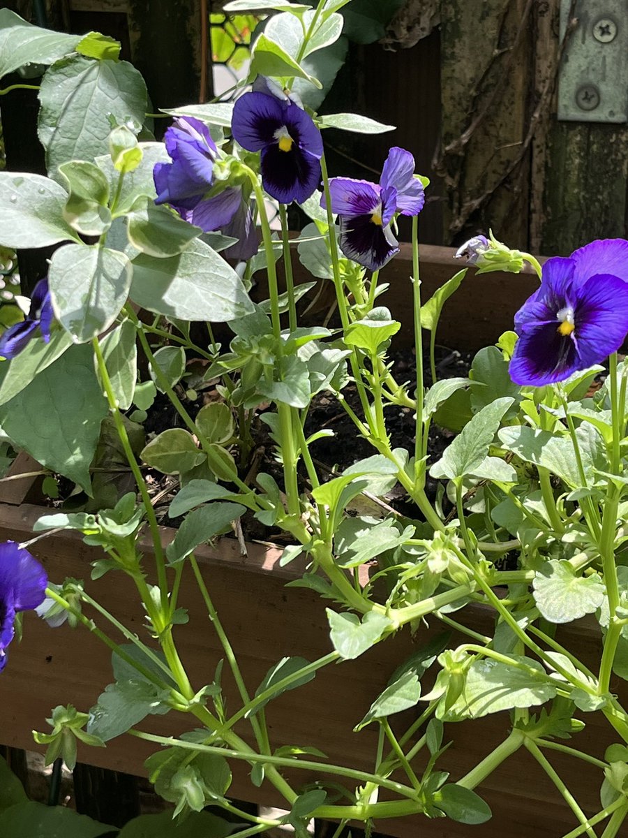 Flowers for Algebra. 

No wait….  

Alderaan

That’s it

Flowers for Alderaan.