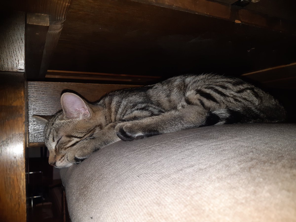 Guess who became a cat papa today... Dear friends, meet Chaos, Whisper &amp; Nanaki. I can't believe it - I am sooo over the moon and feel incredibly blessed 😺 ❤️ #cats #kitties #finalfantasy
