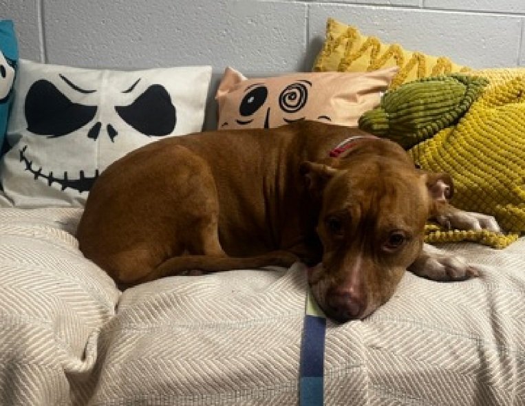 MyBoxerLuvMac1's tweet photo. ๐Loyalty๐
#NYCACC #97409 5y
โช๏ธKILL COMMAND โ๏ธ
Precious sweetie's๐,
set 2 die, after surr 4 homelessness!
Affectionate, playful, loves toys + p.butter!
deserves loving, N.East #Foster/#Adopter, 2 decompress + blossom, not death.
DM @notthesameone2
Pls #Pledge4Rescue
๐L https://t.co/kFiKvwydWS