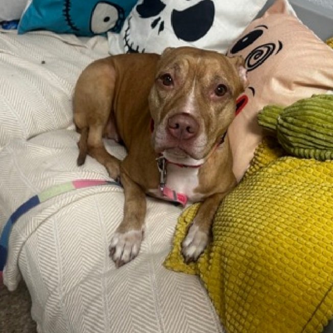 MyBoxerLuvMac1's tweet photo. ๐Loyalty๐
#NYCACC #97409 5y
โช๏ธKILL COMMAND โ๏ธ
Precious sweetie's๐,
set 2 die, after surr 4 homelessness!
Affectionate, playful, loves toys + p.butter!
deserves loving, N.East #Foster/#Adopter, 2 decompress + blossom, not death.
DM @notthesameone2
Pls #Pledge4Rescue
๐L https://t.co/kFiKvwydWS