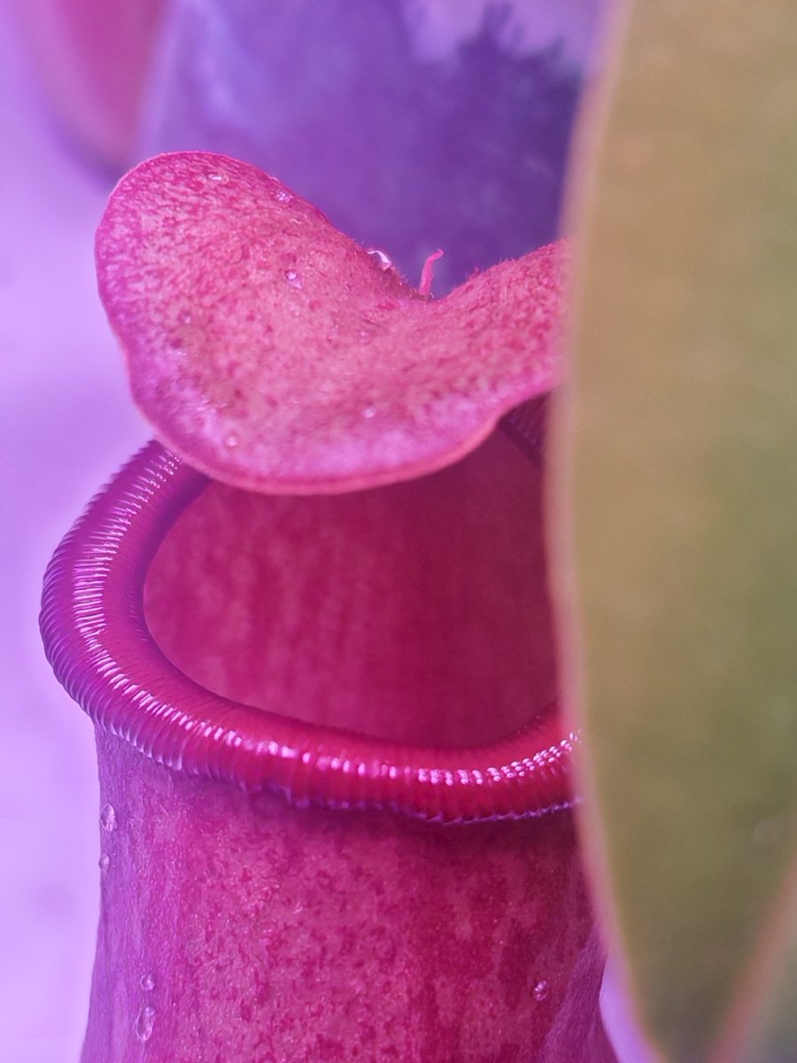 Stsihom's tweet photo. 之前扦插的一颗杂交[猪笼草（Nepenthes）]
目前正在茁壮成长中！
因为是中段扦插，新的捕虫笼直接就比较大！
#食虫植物 #CarnivorousPlants #猪笼草 #Nepenthes https://t.co/btNMfBU7ah