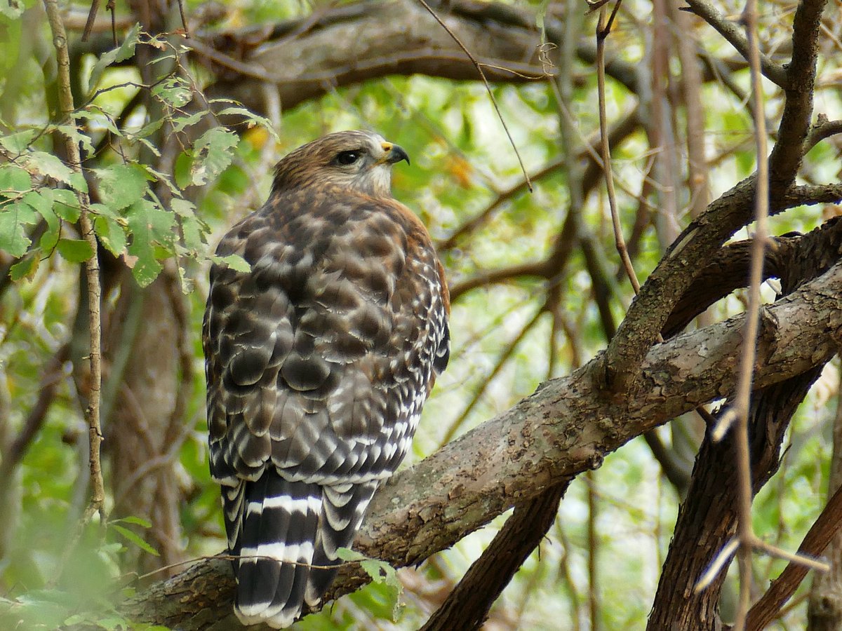Went for a walk yesterday and came across this spectacular bird asking the path! Victoria Riverside Park, Victoria, Tx