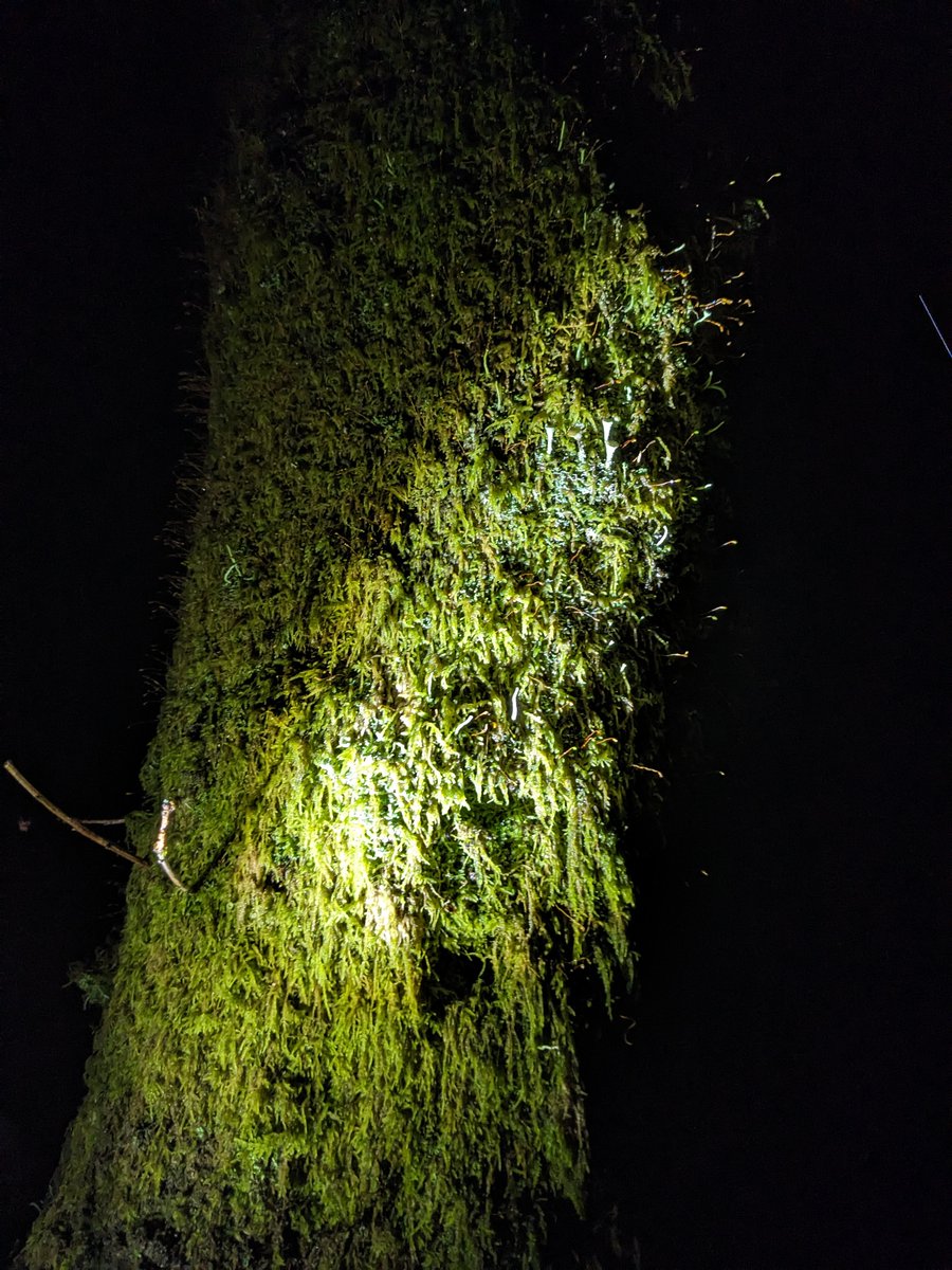 Out hunting for winter moths this evening at the evocatively named Brig O'Turk, near Callander. Nearly 14°C with drizzle, dark at 4.15pm. Plenty of males, but didn't spot a single female over a 2hr search. #mothsmatter