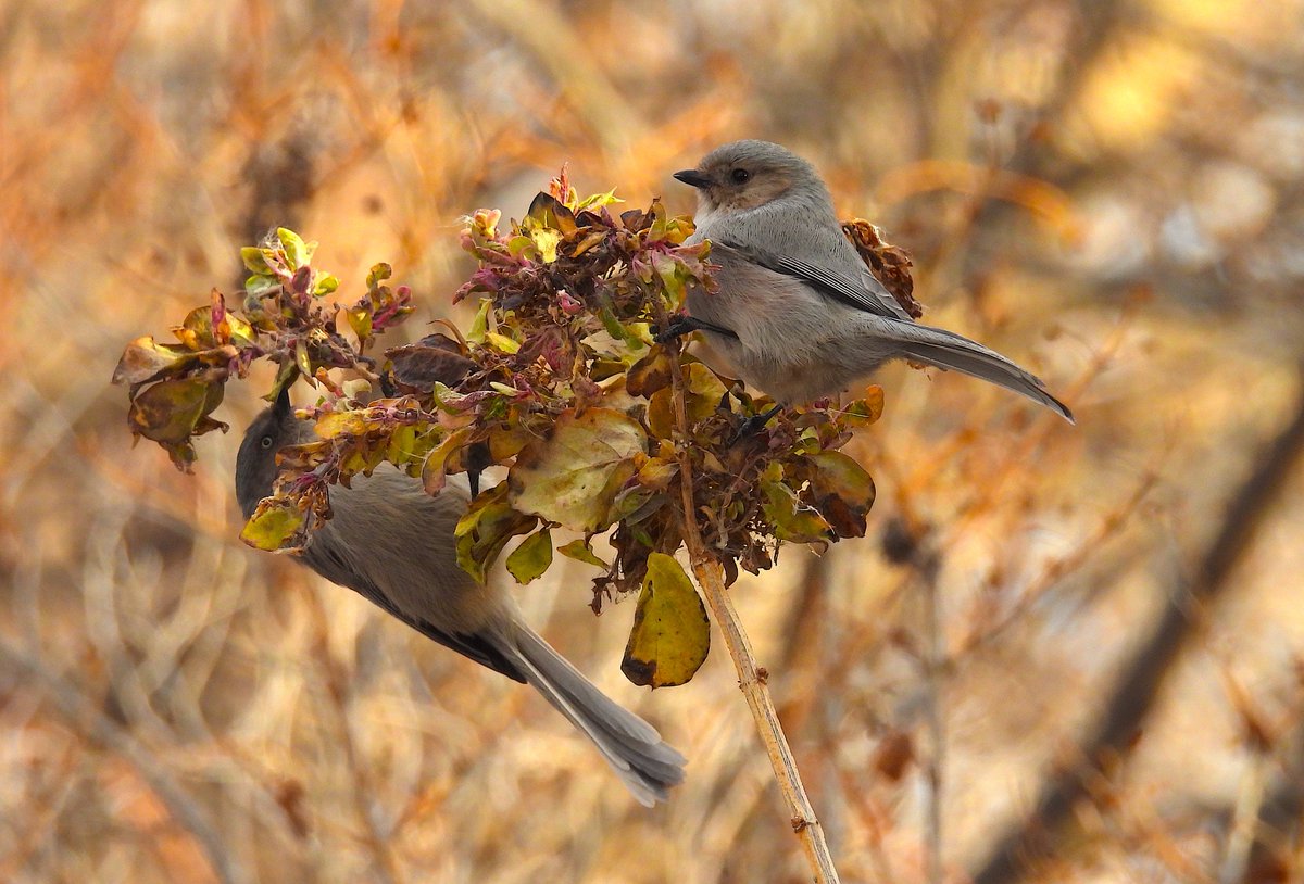 Ted Floyd tweet media