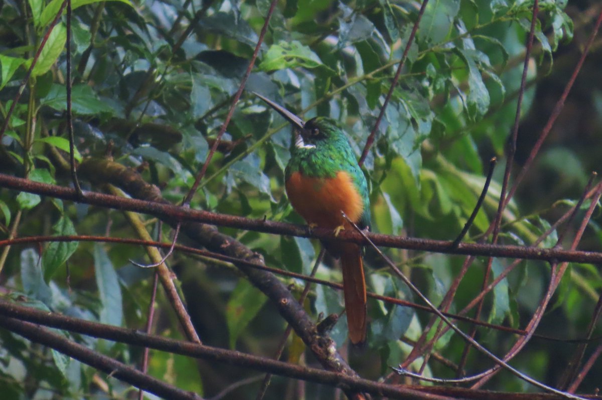 Paul Nicholson tweet media