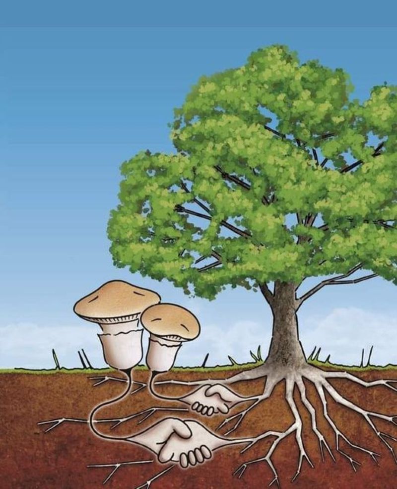 EcoInventos's tweet image. 🌳🍄 La vida en la tierra es una red de conexiones invisibles, todos estamos interconectados en formas que no siempre podemos ver.

Las raíces de los árboles y las micorrizas simbolizan la interdependencia y la colaboración en la naturaleza.

#Interconexión #Naturaleza #Simbiosis