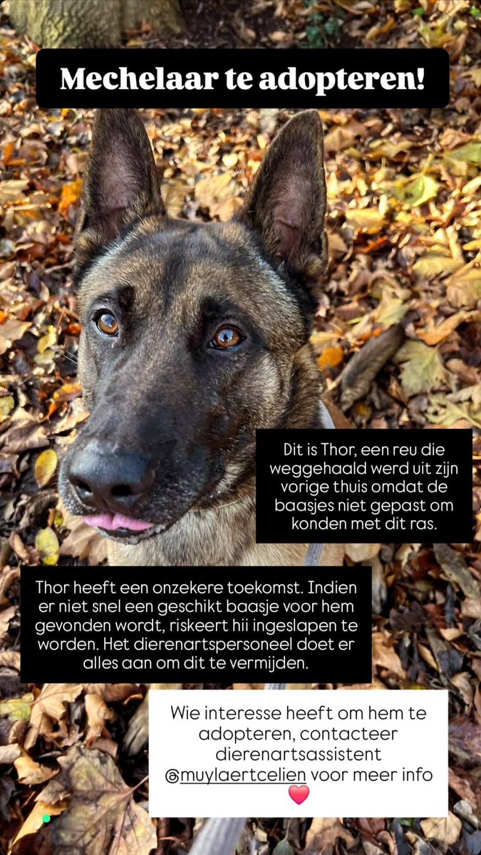 Nog een poging:
🐕👇🐕🫶🐕🙏🐕👇🐕

 Wie wil Thor adopteren als nieuwe beste vriend? 🫶🐕

Deze lieve Mechelaar zal het gelukkigst zijn bij een baasje dat voldoende beweging &amp; activiteit kan voorzien. 
Contactpersoon via:
facebook.com/share/p/15ecpi…