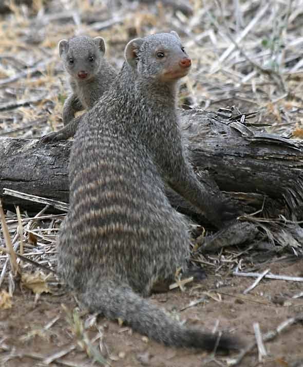 Untamedpath's tweet photo. A banded mongoose and its young keep a watchful eye on their surroundings. #bandedmongoose #wildlife #africa https://t.co/WrXwY1G9vD