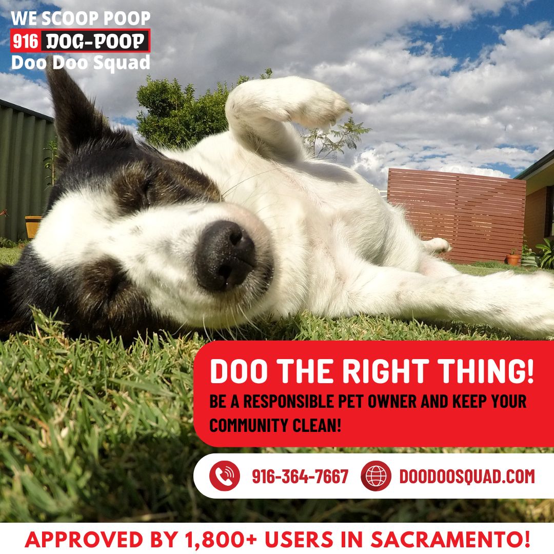 DooDooSquads's tweet image. 💩 Waitlist Open! 🐶 Get ONE MONTH FREE pooper scooper service! Sign up with Doo Doo Squad in November &amp;amp; enjoy a FREE month. 🤩

Call 916-DOG-POOP or visit doodoosquad.com ➡️ Limited spots!

#doglovers #pooperscooper #dogpoop #yardservice #sacramento #stockton