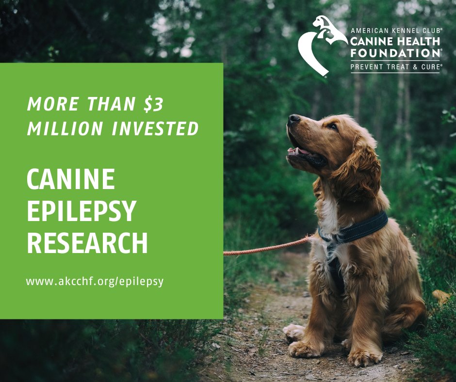 Since 1995, CHF and its donors have invested more than $3 million to explore the causes of canine epilepsy and develop new, more effective treatments. For more information, visit akcchf.org/epilepsy. 
#epilepsyawareness #canineepilepsy