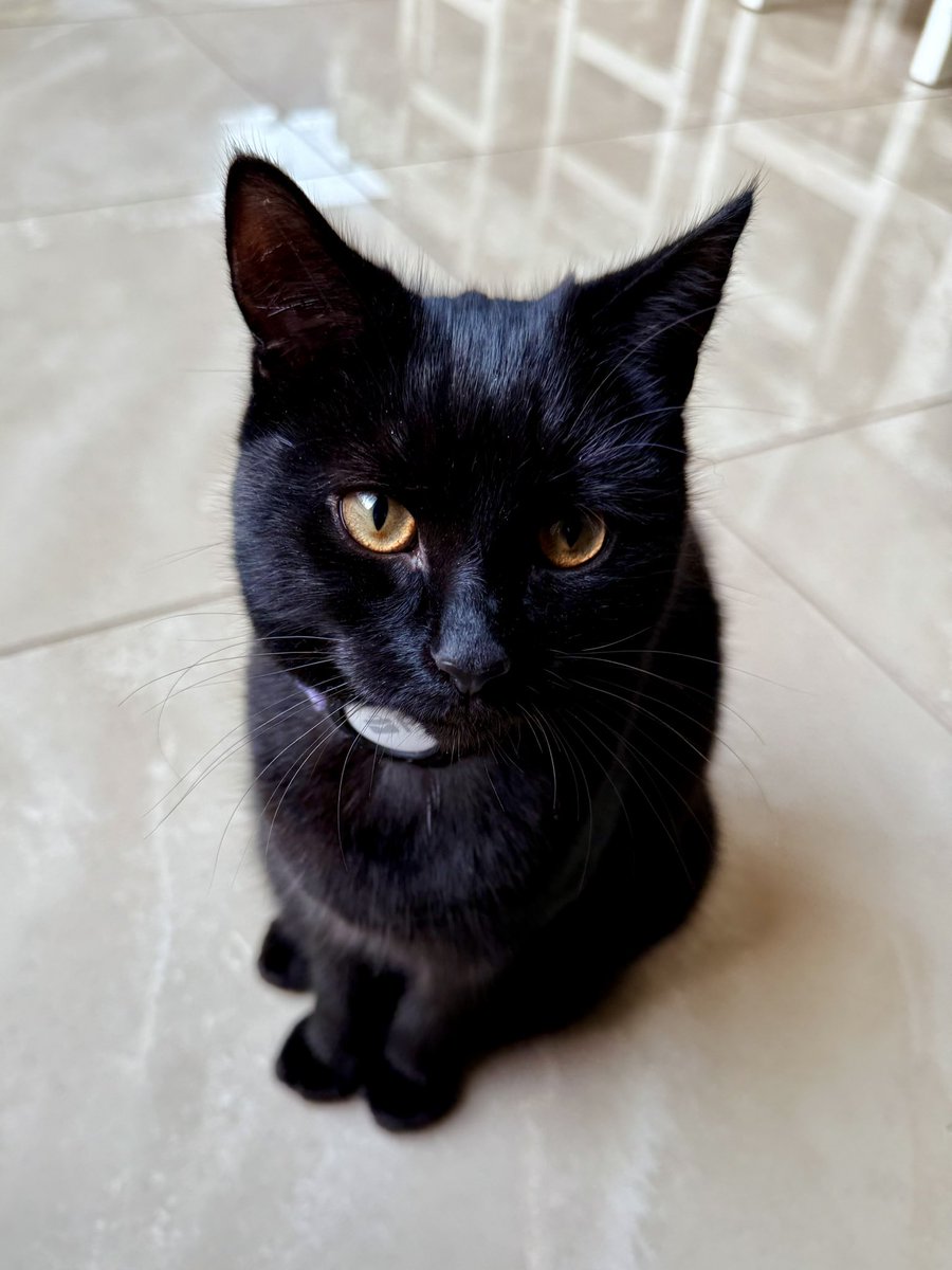 brendandonlon's tweet photo. A smorgasbord of #luna pics for #caturday - Day 1 of Christmas Tree coexistence, and 🤞🏼 so far, so good... #cat #blackcat #blackcatsoftwitter 🐈‍⬛ https://t.co/RO2ShHnW9j