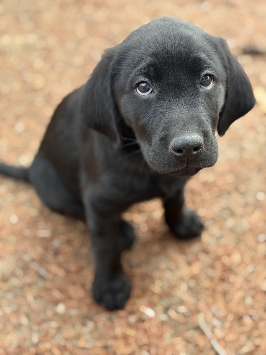 BrzozowskiRob's tweet image. Apparently we just embrace the chaos in this house. Meet Winston.