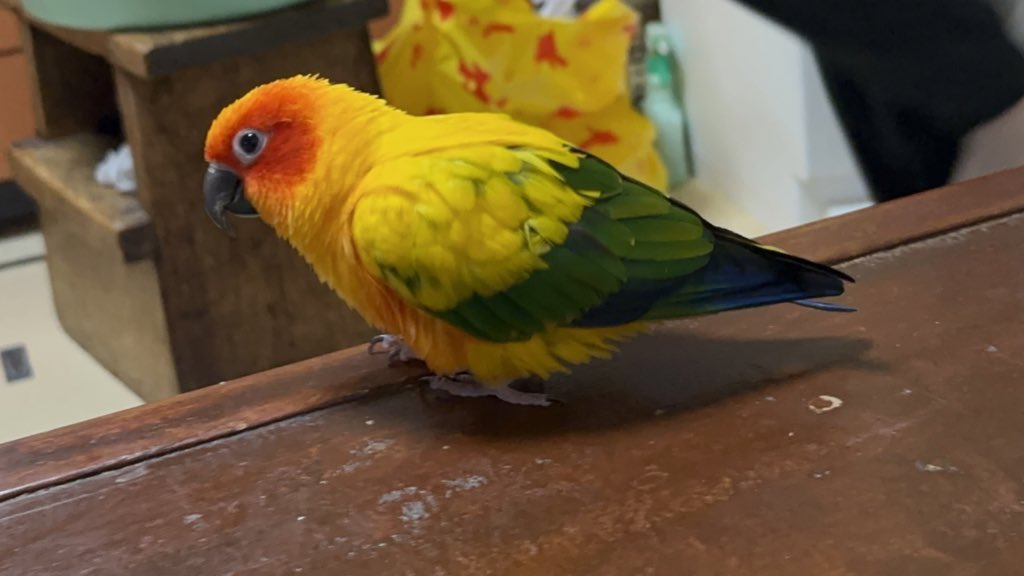 あれ以来パニックになることなく普通に飛んだりして過ごしてるけど長い自慢の尻尾が無くなって皆んなに鳩だ鳩だと言われる可哀想なヴォル😭