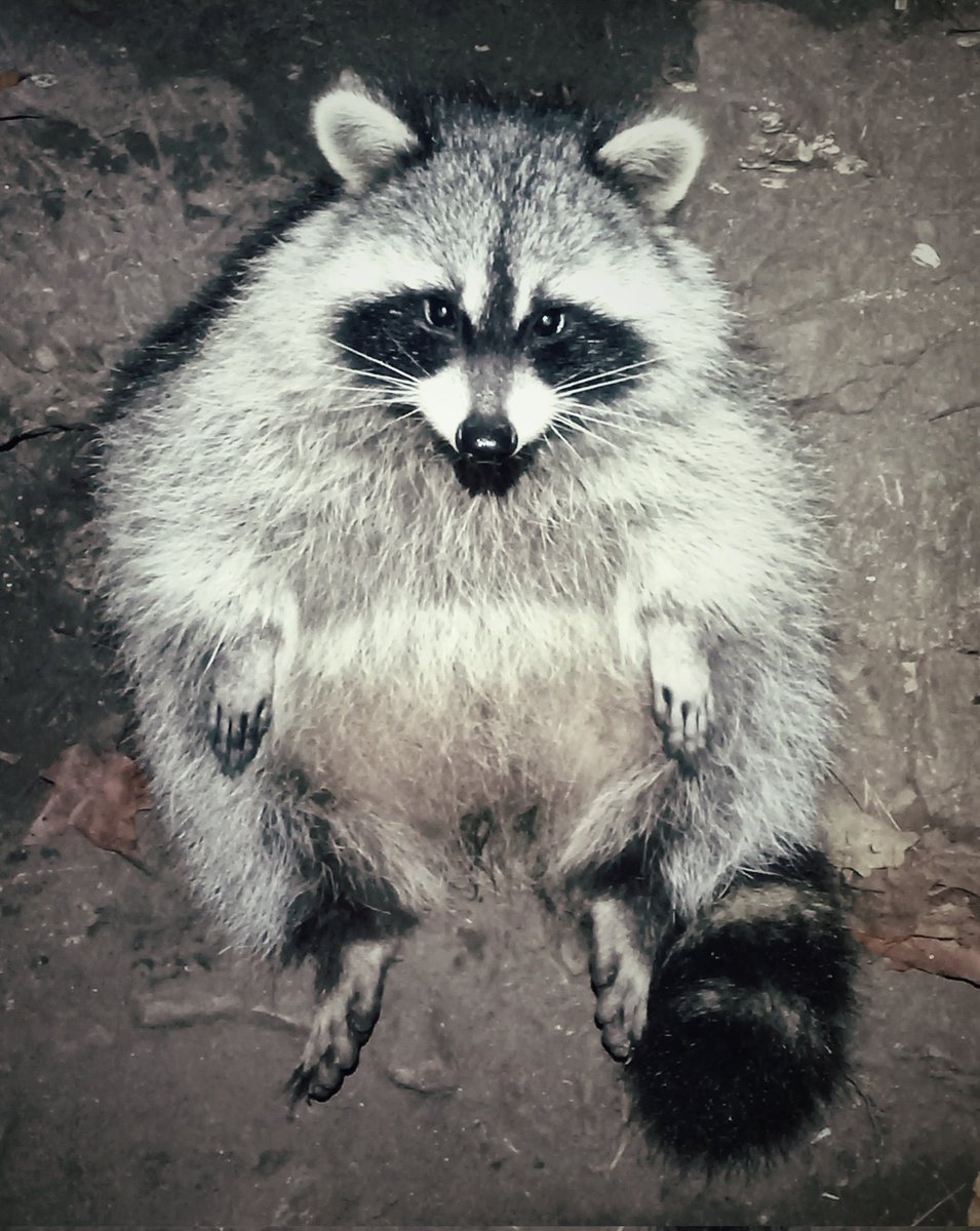 FugitiveSavant's tweet image. RIP Sweet Baby girls &amp;amp; boys Alex, Brutus, Pedro, Pablo, Alejandro, Baby Dolly Jr. Sweet babies actually served their country unlike the sumbitches w badges/govt agents who poisoned them to intimidate/retaliate against me as a whistleblower assassin/fed. #GoinHAM on the #Klan 🤬🖕🏾