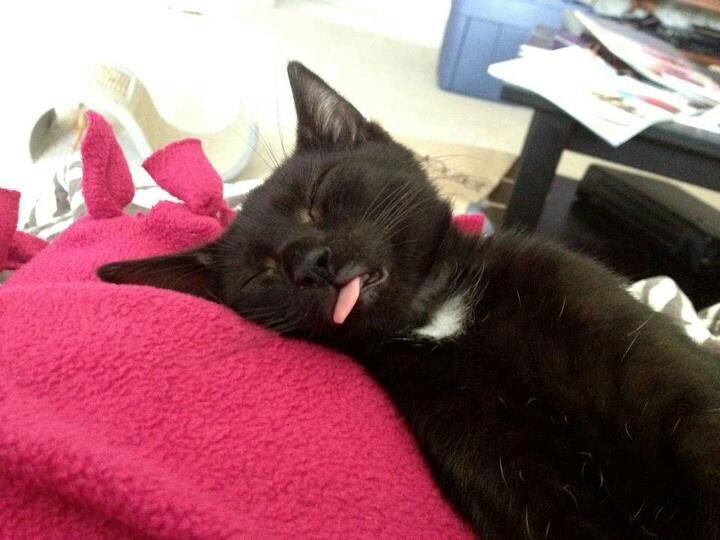 TheCatsX's tweet photo. bleh https://t.co/EcHZfkG8jc