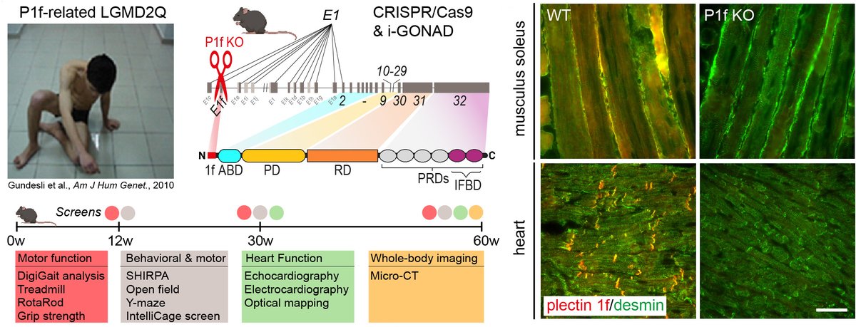 Gregor lab tweet media