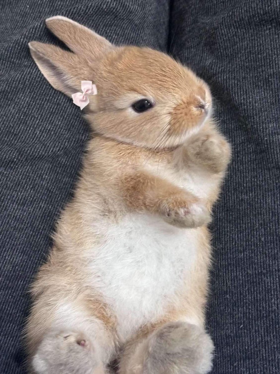 bunnies with bows (@bunnieswbows) on Twitter photo 