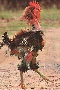cavalinhodocec's tweet photo. El Pequetito Borrador, a maior pipocada da história da Libertadores!

CHUPA FRANGAS! 😂🍗 https://t.co/nkC3CHkV7m