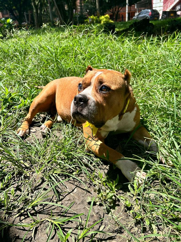 Por el y por todos ellos, HOY DIGO NO A LA PÓLVORA