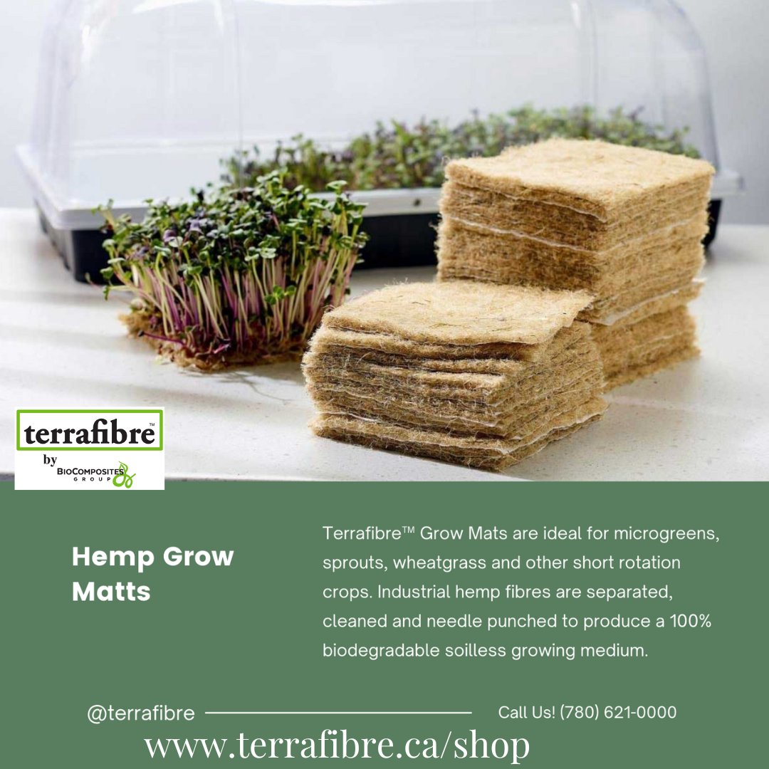 Microgreens are tiny powerhouses packed with immune-strengthening nutrients! 🌱 Rich in vitamins C, E, and antioxidants. Add them to salads, sandwiches, pizzas, soups, or smoothies. Grow them at home for a delicious, health-boosting boost! terrafibre.ca/product/terraf…