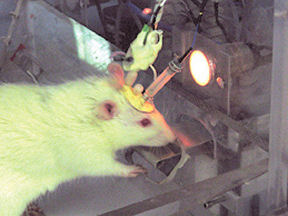 Average human on TikTok