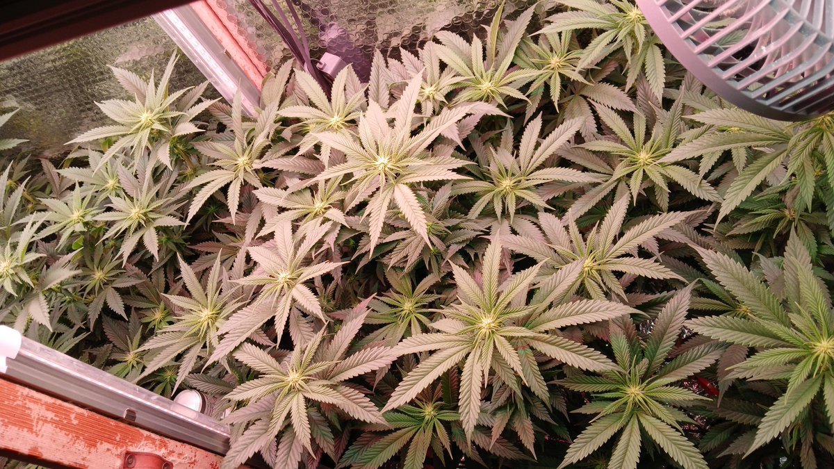 trunksgrow tweet picture