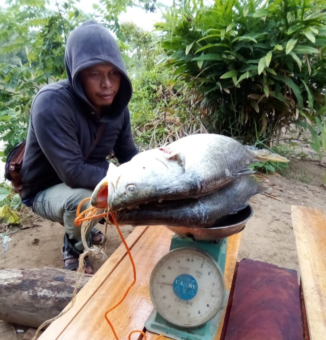 srinarsih18's tweet photo. Selasa,04 Nov 2024,monitoring dan evaluasi hasi tangkapan ikan,an bp Haili Ketua kub Angkasa Dua Desa Sungai Danau. sebanyak 11,3kg dengan harga Rp 50./000 kg,mengunakan alat tangkap gill net.
#GiatluhkansatminkalBWI
#luhlapor
#TanahBumbu
#puslatluhkp
#bpsdmkp
#bpsdmkpbwi https://t.co/oqNolAbJDE