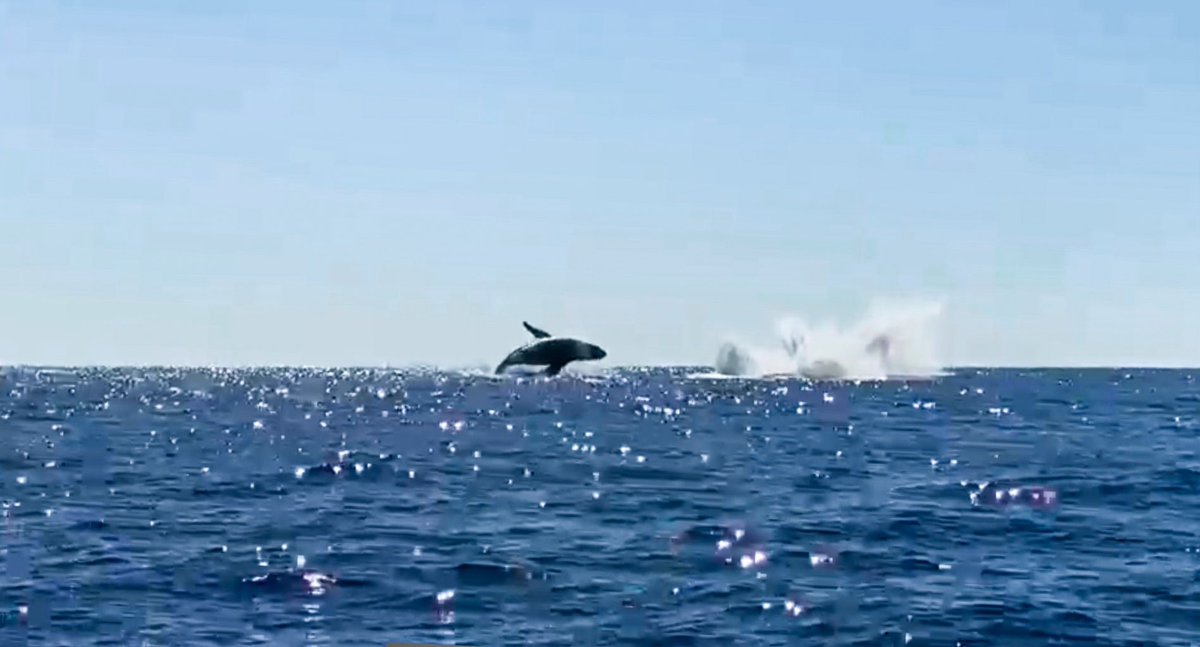 transivar's tweet photo. Vive una experiencia inolvidable con nuestro tour “Entre Ballenas” 🐋🌊
En estos meses, estos impresionantes cetáceos migran desde el norte del planeta hacia el sur, en busca de las cálidas aguas salvadoreñas para reproducirse.
No te lo pierdas, ¡contáctanos!
#transivar #sivar https://t.co/zMwwoJUK9P