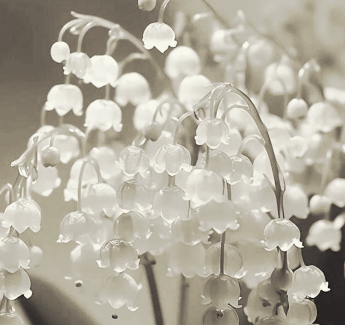 ❈ 𝑀𝑒𝓇𝓇𝒾𝓁𝓁 ❈ tweet media