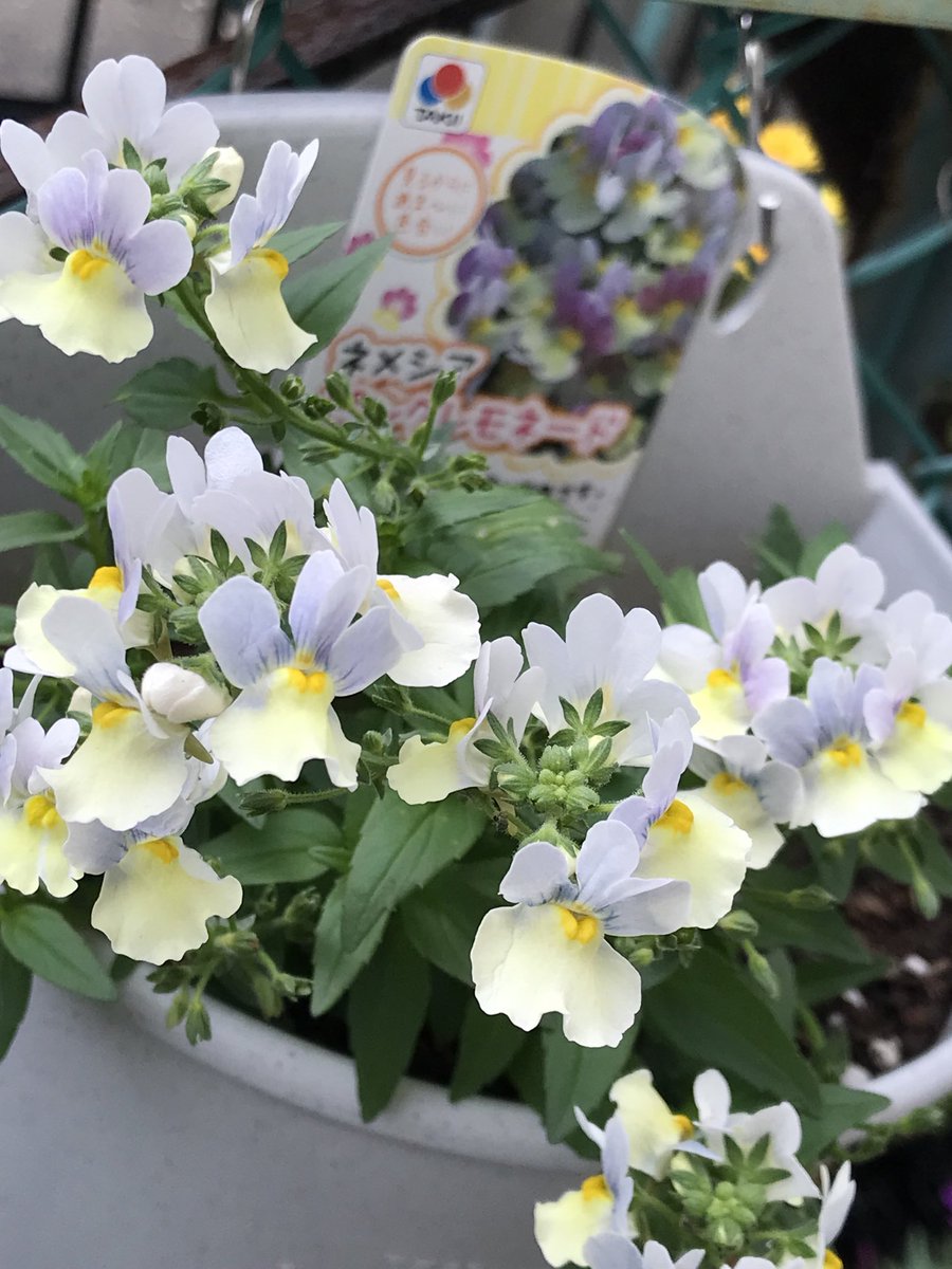 NatureGardenPCT's tweet photo. おはようございます☀
＃ネメシア
少しづつ成長してきました♪ https://t.co/LEcK0vhGso