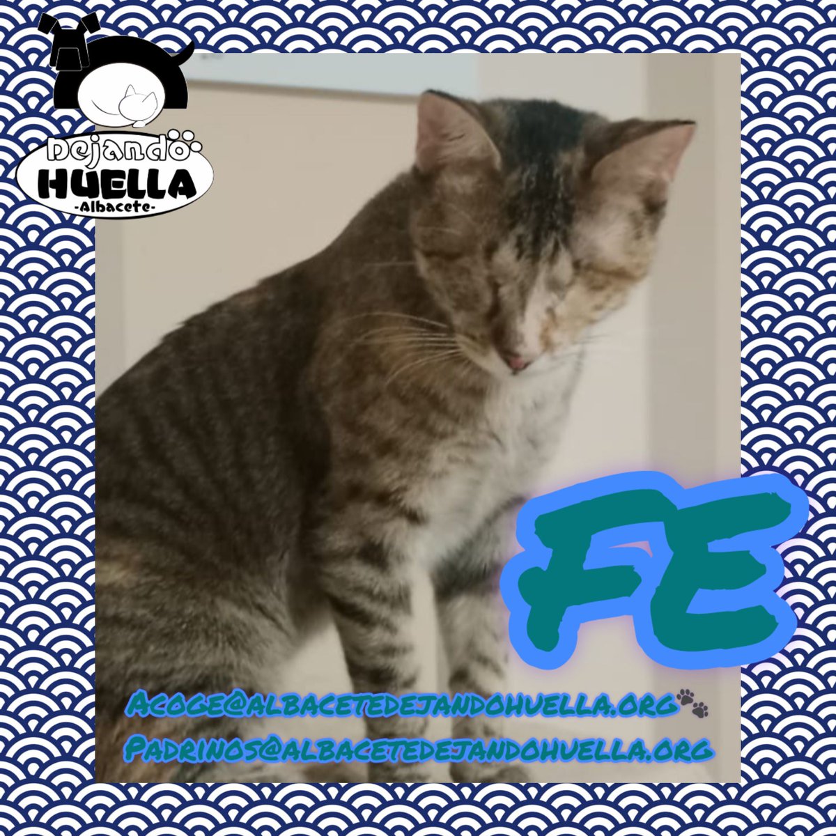 Dejando Huella Albacete tweet media