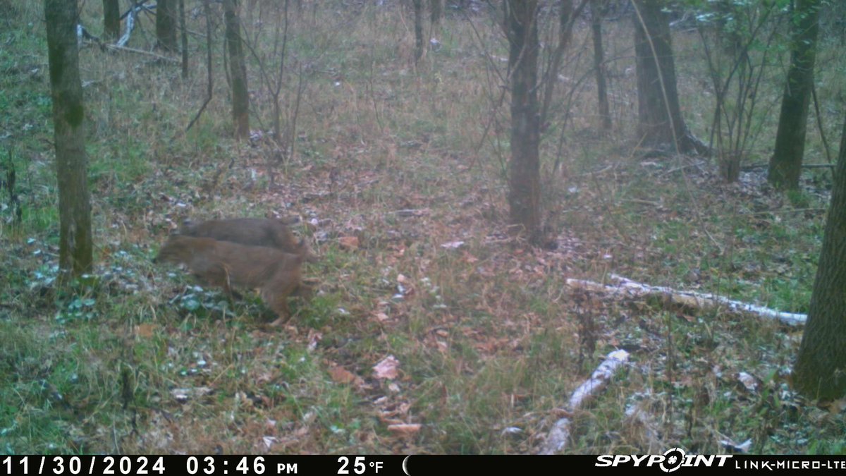 lostriverjones's tweet image. Couple of southern Indiana killers. 

#spypoint #whyispypoint