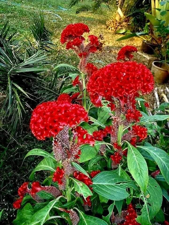 Hello dear friends 🙏😄 
Have a beautiful Sunday 🌹