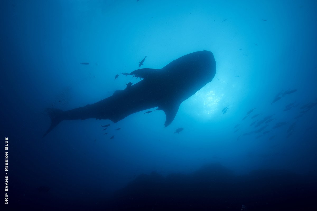 SylviaEarle's tweet photo. We have knowledge that has been acquired during my lifetime about the ocean, about who we are, where we come from, and about the danger that we are now in. Never before have we had a better chance to have a perpetual future with a planet that works in our favor. https://t.co/cZ6t0tXk2M