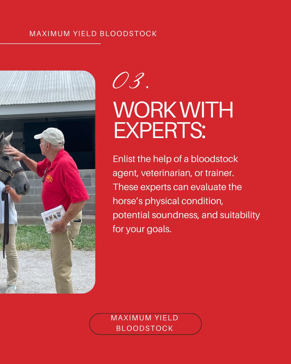 MaximumYield1's tweet photo. Dreaming of owning a champion? 🏇 Here are 3 expert tips to guide you in purchasing your next racehorse and setting yourself up for success in the equine world. 🌟 #RacehorseOwnership #EquineIndustry #Thoroughbreds #HorseRacing #Bloodstock https://t.co/u6xvpPfngx