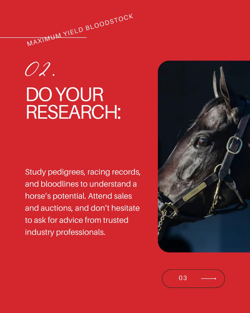 MaximumYield1's tweet photo. Dreaming of owning a champion? 🏇 Here are 3 expert tips to guide you in purchasing your next racehorse and setting yourself up for success in the equine world. 🌟 #RacehorseOwnership #EquineIndustry #Thoroughbreds #HorseRacing #Bloodstock https://t.co/u6xvpPfngx