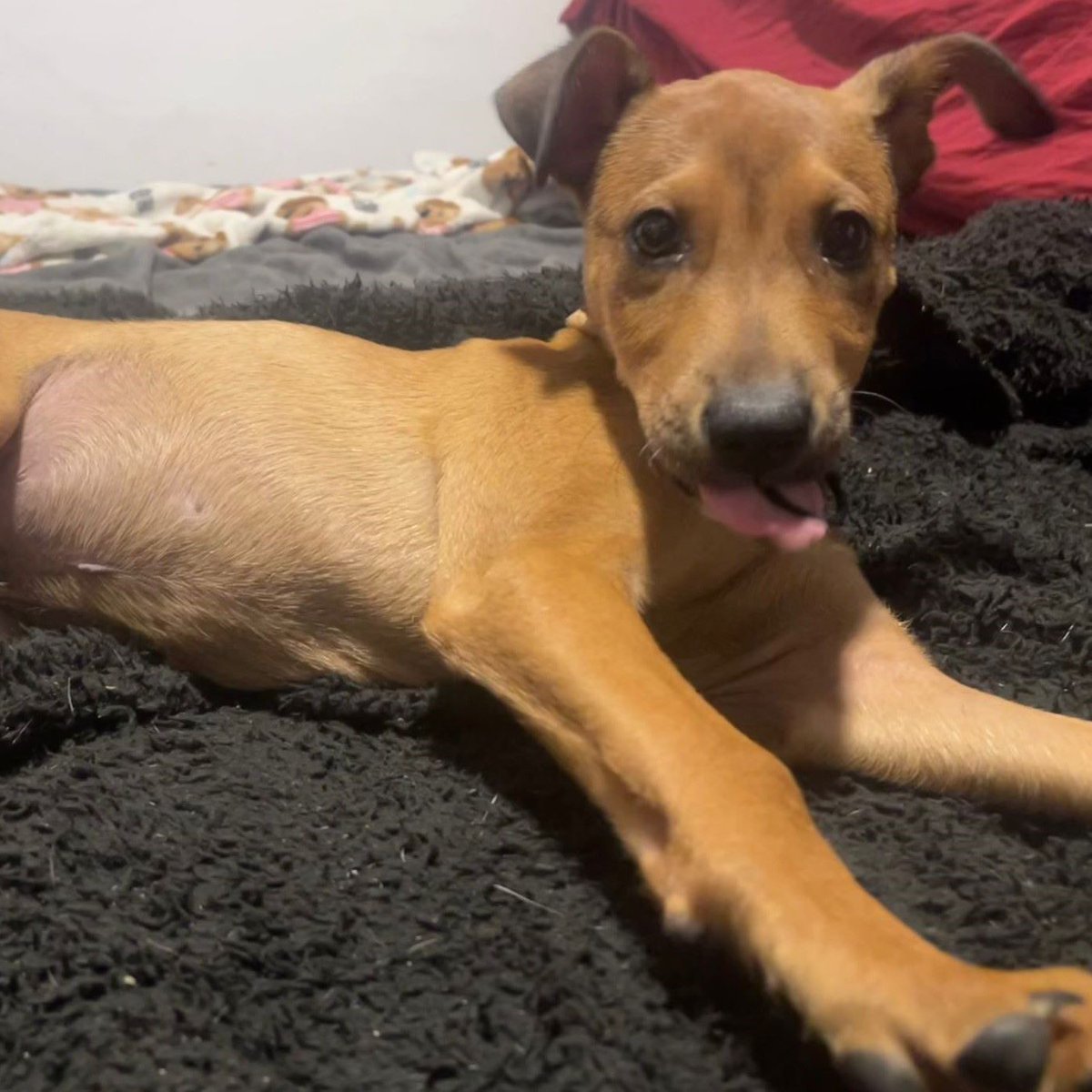 NuevaVidaAdop's tweet photo. #MADRID 
PETISU cachorrete mestizo de 3 meses ABANDONADO 
NECESITA #adopcionresponsable 
Sociable con niños,🐶y🐱
Se entrega chipado,vacunado,desparasitado y CON compromiso de castracion 
CONTACTO📩 facenuevavida@gmail.com
#cachorros #adoptanocompres #adoptame #buscoperromadrid https://t.co/DnrUiGNgCk