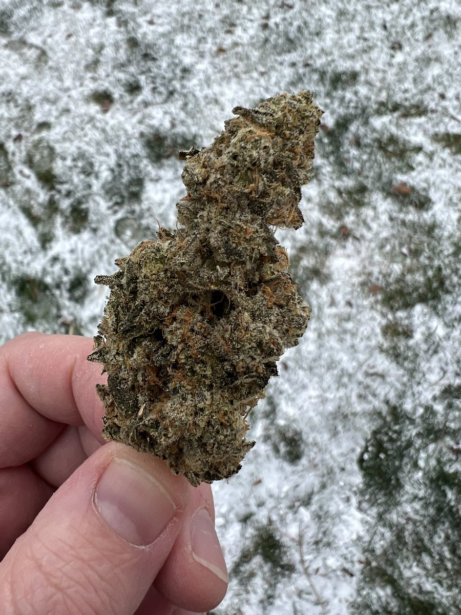 BLACKOUT BOBBY <a href="/BrandPistol/">Pistol and Paris ™</a> <a href="/ONCannabisStore/">Ontario Cannabis Store</a>