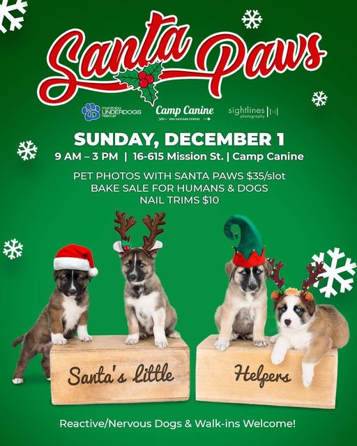 Hey #Winnipeg! .<a href="/mbunderdogs/">Manitoba Underdogs Rescue</a> #Santa Paws #Holiday #PHOTOS #Pets #charity #fundraiser 

Sunday 12/01

facebook.com/ManitobaUnderd…

facebook.com/reel/382747122…

#AdoptDontShop #AdoptDontBuy #adoptaseniorpet #AdoptAShelterPet #AdoptAShelterDog #dogs
