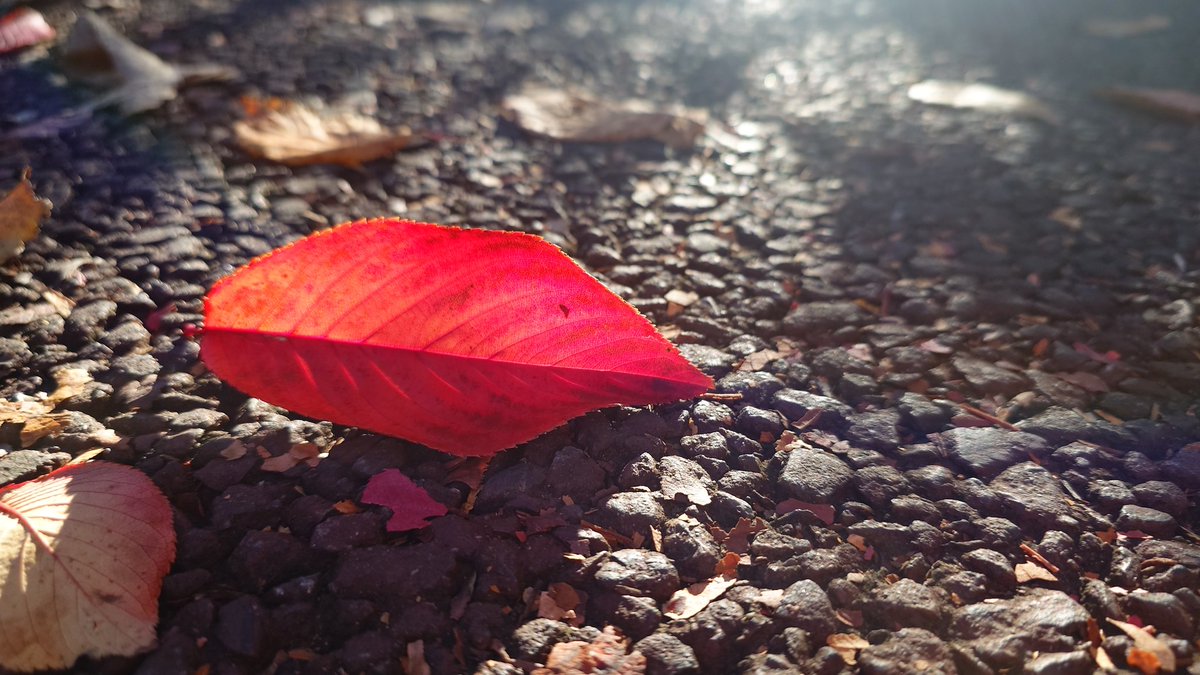 mikujas18's tweet photo. Autumn vibes

 #Autumn  #AutumnVibes  #秋 https://t.co/szQdImDqDe