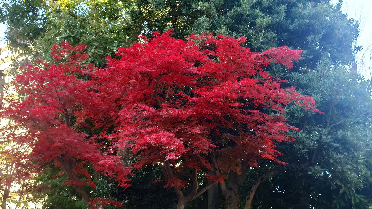 mikujas18's tweet photo. Autumn vibes

 #Autumn  #AutumnVibes  #秋 https://t.co/szQdImDqDe