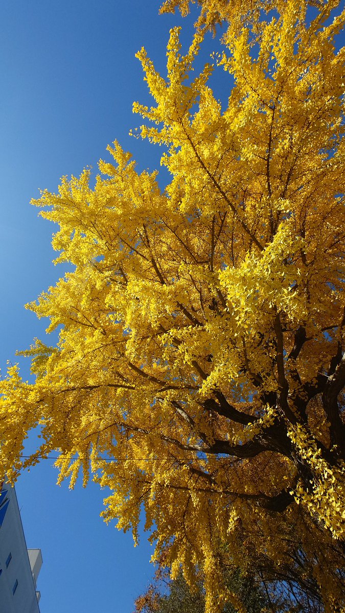 mikujas18's tweet photo. Autumn vibes

 #Autumn  #AutumnVibes  #秋 https://t.co/szQdImDqDe