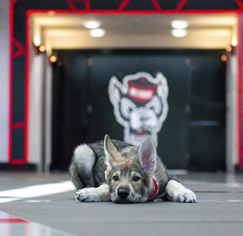Tuffy III has still NEVER seen NC State lose to UNC in his lifetime