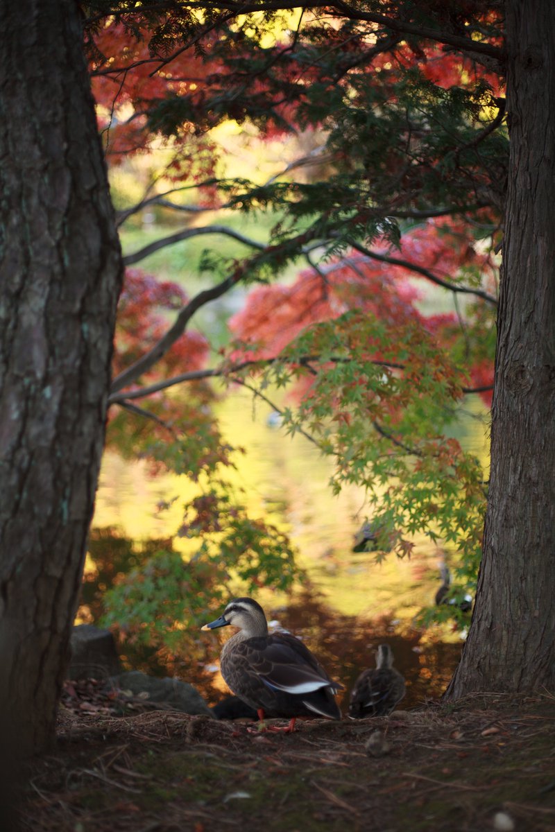 Fox_now's tweet photo. 初代相棒の #CANON #EOS #5D2(2008年発売)+EF50mm F1.8 STM(2015年発売だけど光学設計は1986~7年頃?)というもう立派なオールドデジカメ&オールドレンズの組合せで秋(冬?)の午後の光をパシャパシャと。3/3 https://t.co/rmWP9ies2H